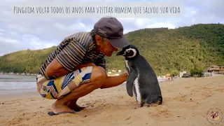 Pinguim volta todos os anos para visitar homem que salvou sua vida