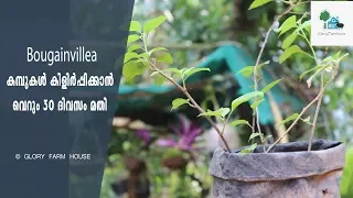 How to Grow Bougainvillea from Cuttings | Bougainvillea കമ്പുകൾ കിളിർപ്പിക്കാൻ വെറും 30 ദിവസം മതി