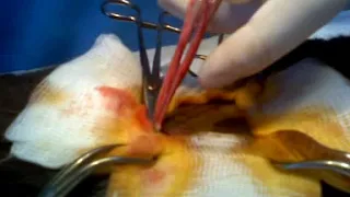 кошка стерилизация через бок