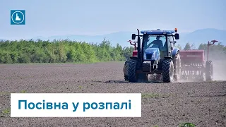 У Франківській громаді засіяли втричі більше землі, ніж у минулі роки