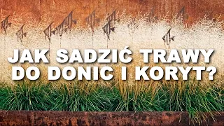 Jak sadzić trawy do donic / PORADNIK / LIVE