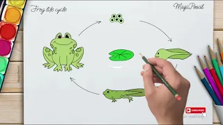 How to draw a frog, draw frog life cycle