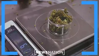 Research shows cannabis is not a ‘gateway drug’ | Morning in America