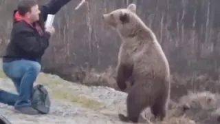 В Липецке мужчина кормит медведя дикого 2019