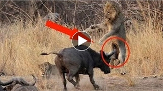 Animals Attack Lion vs Buffalo video compilation - lion attack compilation #hd