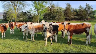 Life on the farm - More Chopping Triticale, Baling Hay and Checking on the Heifers