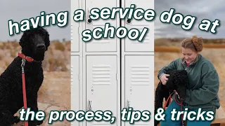 TAKING YOUR SERVICE DOG TO SCHOOL- the process + tips & tricks