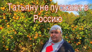 Татьяну не пускают в Россию(родина) из грузии, и собирает урожай мандаринов|Батуми✅რუსი ქალი ბათუმში