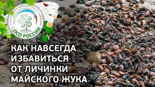 ИЗБАВЬТЕСЬ ОТ ЛИЧИНКИ МАЙСКОГО ЖУКА НАВСЕГДА. Способы борьбы с личинками майского жука.