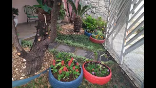 Um tour pelo meu jardim e pequena hortinha