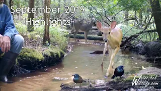 Trail Camera Highlights For September