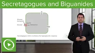 Secretagogues and Biguanides: Diabetes Medications – Pharmacology | Lecturio