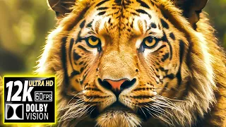 WILDLIFE: EARTH'S WONDERS - 12K HDR (60FPS) Dolby Vision - With Nature Sounds (Colorfully Dynamic)