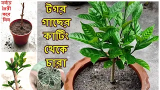 টগর গাছের ডাল থেকে চারা তৈরী ও প্রতিস্থাপন। থোকা টগর গাছের কাটিং। Crepe Jasmine Plant From Cutting