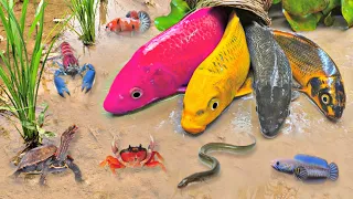 So Amazing Catching Colorful Betta Fish In The River Giant Catfish Ornamental Fish Turtle Bird Frog6