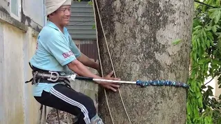 Vua Khỉ Và Đệ Tử Cưa Cây Dầu Khủng Sát Vách Tường. Sawing a giant Dipterocarpus alatu tree