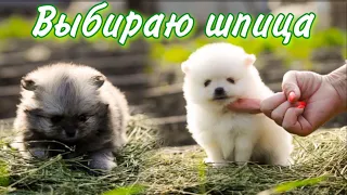 Выбираю щенка 🐶 Стоит ли заводить 2-го шпица🤔