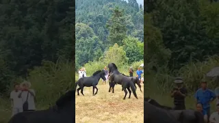 Horse Fighting in China #funny #funny #horse