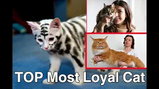 🐈 The most loyal and affectionate cats   Top 10 cat breeds in the world!Very interesting