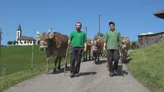 Alpabfahrt Tierfäderen 4. September 2021 4K