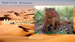 Дикие животные Африки. Животные в пустыне. Часть 1. Английский язык для детей.