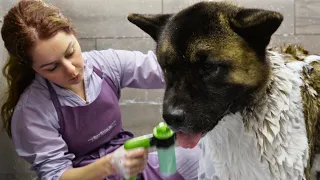 With great big dogs comes great responsibility | American Akita