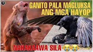 Ganito Magluksa ang mga Hayop kapag Namatayan sila ng kalahi | Para silang Tao kapag Nalulungkot