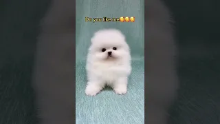 Милые  и очаровательные щенки лучшая подборка Тик Ток /Chó Phốc Sóc Mini /Cute puppies Funny TikTok