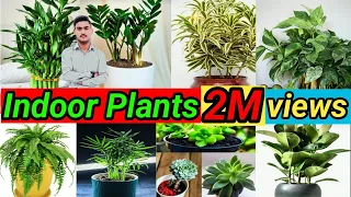 Top 10 Bast Indoor Plants India! Bast indoor plant for Decoration! Bast Indoor Plants for Clean Air