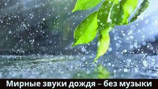 Спокойная атмосфера тропического леса для сна 🌿 Мотивационные цитаты #47