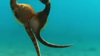 спаривание морских коньков