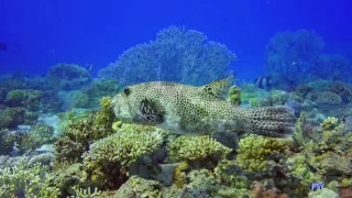 Noviembre 2016 Rojo Dive Safari