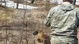 медвежий гоп-стоп)