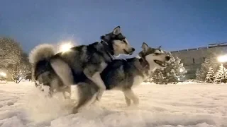 МАЛАМУТ ДОМОГАЕТСЯ СВОЮ ДОЧЬ