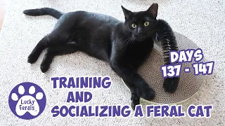Training And Socializing A Feral Cat * Part 16 * Days 137 - 147 * Cat Video Compilation