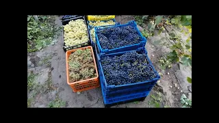 Урожай сибирского  винограда 2021