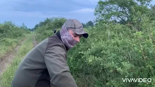 RoeBuck Hunting  in România - June 2020