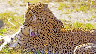 Leopard Shows No Mercy While Hunting Serval || King Animals 2022 🔰