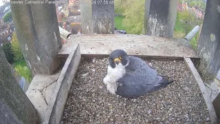 Worcester Cathedral Peregrines 25.04.2024 07:50