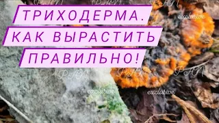 Учитесь ПРАВИЛЬНО выращивать триходерму применение триходерма плодородие