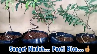 Membuat Gerak Dasar Bonsai Asam Jawa