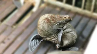 Wild Cape Fur Seal giving itself a good scratch