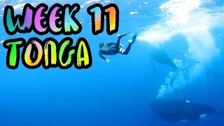 Swimming with Humpback Whales in Tonga!! BEST MOMENT EVER!! /// WEEK 11 : Vava'u, Tonga