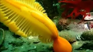 Orange Sea Pen (Ptilosarcus gurneyi)