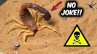 These SCORPIONS are Truly DEADLY!