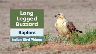 The Long-legged Buzzard (Buteo rufinus)