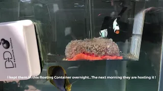 How to get clownfish to host anemone over night