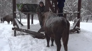 В гостях в зубров