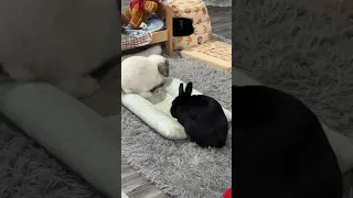 Sneaky Bunny Steals Bed From Brother    Viral