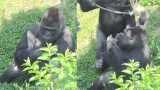 Who attacks Shabani during a break❗️❓